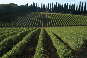 Bolgheri oggi &egrave; una delle realt&agrave; top del vino italiano. Ma i produttori vogliono raccontarlo ancora meglio: parlano Federico Zileri (Argentiera), Allegra Antinori (Guado al Tasso) e Cinzia Merli (Le Macchiole), ideatrice de &ldquo;Il mio amico Carducci&rdquo;