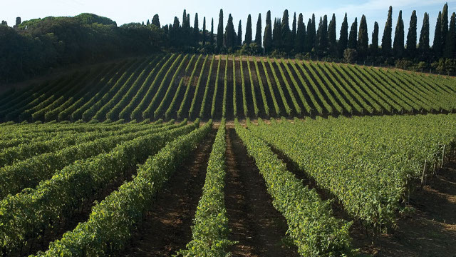 I vigneti ed i cipressi di Bolgheri
