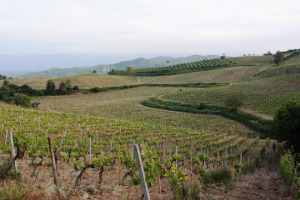 In Calabria, dove la vite arriv&ograve; per prima, con i Greci, la viticoltura ha ancora tanta strada da fare, specie a livello commerciale, partendo da due certezze, il suo vitigno pi&ugrave; celebre, il Gaglioppo, ed il suo vino pi&ugrave; conosciuto, il Cir&ograve;
