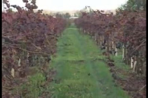 Spesso considerato alla stregua di un vinello, il Lambrusco &egrave; in realt&agrave; uno dei vini pi&ugrave; venduti della gdo italiana, e spesso apripista di mercati stranieri, come &egrave; successo in passato con gli Usa, e come sta succedendo oggi in Brasile