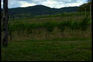 WineNews a tu per tu con Constellation Brands, la pi&ugrave; grande compagnia di wine & spirits del mondo. Per parlare del valore dell&rsquo;acquisizione dell&rsquo;italiana Ruffino, ma anche di mercati e del futuro del vino italiano nel mondo, dagli Usa alla Cina ...