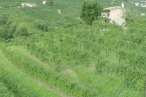 Il Prosecco vola sui mercati, ma c&rsquo;&egrave; chi, per promuoverlo ancora, ha fatto volare gli addetti ai lavori sopra le colline di Conegliano e Valdobbiadene per mostrare la bellezza e l&rsquo;unicit&agrave; del territorio da cui nascono le espressioni pi&ugrave; pregiate