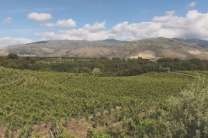 Qualit&agrave;, tenuta sulla quantit&agrave; di produzione, lavoro sull&rsquo;unicit&agrave; del territorio: il futuro della viticoltura sull&rsquo;Etna, uno dei fenomeni di maggior successo del vino italiano degli ultimi anni, secondo i produttori &ldquo;del vulcano&rdquo;