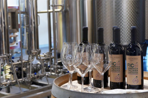 Dal vigneto all&rsquo;enoteca, dalla cantina di produzione alla barriccaia-teatro per degustazioni e formazione, un ristorante dedicato al nettare di Bacco, e un &ldquo;carousel&rdquo; a tema: ecco il vino ed i suoi spazi dentro a Fico - Eataly World