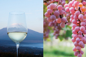Alle pendici del monte Fuji, alla scoperta del vino tipico del Giappone, quello ottenuto dall&rsquo;uva Koshu, variet&agrave; autoctona del Sol Levante, coltivata in appena 380 ettari da un piccolo numero di produttori che vuole farla conoscere al mondo