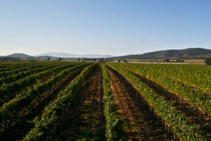 Morellino di Scansano, denominazione stretta tra Brunello di Montalcino e Bolgheri, su cui, negli anni 90 hanno investito in tanti ma, salvo rare eccezioni, senza i risultati sperati per il territorio. Perch&egrave;, e da dove ripartire?