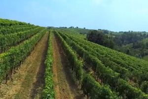 La Barbera, tra i vitigni storici e pi&ugrave; importanti del Piemonte, ora ha un nuovo vertice qualitativo: dal 1 luglio 2016 &egrave; possibile imbottigliare il Nizza Docg, la &ldquo;super Barbera d&rsquo;Asti&rdquo;. Un progetto raccontato a WineNews dai suoi protagonisti