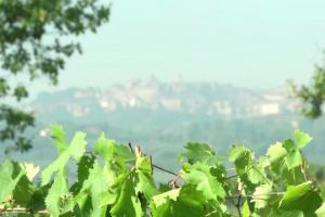 8 milioni di investimenti in 10 anni, per un territorio del vino che punta a &ldquo;emissioni 0&rdquo; in pochi anni: la case history del Nobile di Montepulciano, frutto della sinergia tra imprese, Consorzio ed Istituzioni