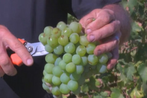 La storia dello Zibibbo, l&rsquo;uva pi&ugrave; buona del mondo secondo i vignaioli di Pantelleria, che oggi ne coltivano 500 ettari producendo il passito pi&ugrave; famoso del Belpaese. Ma il futuro &egrave; nel vino bianco ... e sui banchi della frutta