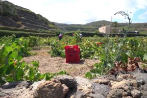 Il Consorzio della Doc Pantelleria compie 20 anni, e dai viticoltori dell&rsquo;isola arriva un appello all&rsquo;unit&agrave; per tornare a crescere, valorizzando nel mondo il Passito e l&rsquo;alberello pantesco, prima pratica agricola diventata bene immateriale Unesco