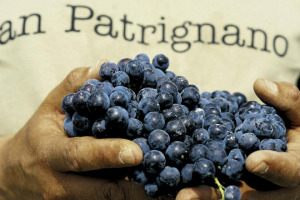 San Patrignano non &egrave; solo la comunit&agrave; di recupero dalle tossicodipendenze e altri tipi di disagio pi&ugrave; grande d&rsquo;Europa, ma anche una solida realt&agrave; in campo vinicolo, dove il percorso di recupero dei ragazzi passa anche da vigna e cantina