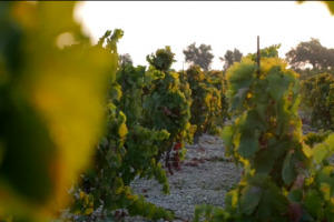 La Sicilia del vino e le sue tante anime e frontiere viste da chi le vive e chi le racconta: a WineNews i produttori Jos&egrave; Rallo (Donnafugata) Alessio Planeta (Planeta) Alberto Tasca (Tasca d&rsquo;Almerita) e Francesco Ferreri (Valle dell&rsquo;Acate - Assovini)