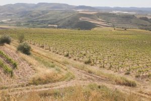 Forte del suo passato, la Sicilia del vino guarda al futuro, da Sicilia en Primeur