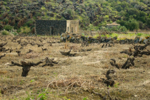 Pantelleria &egrave; Parco Nazionale, e sull&rsquo;isola produttori e amministrazione sono a lavoro per valorizzare la viticoltura ad alberello gi&agrave; dichiarata patrimonio Unesco: a WineNews il sindaco di Pantelleria Salvatore Gino Gabriele
