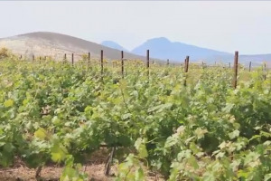 Ci sono storie uniche nell&rsquo;immenso panorama del vino italiano, e casi dove la viticoltura eroica di oggi affonda le radici nel pi&ugrave; antico passato e si intreccia addirittura con la mitologia. Come succede a Vulcano, nelle Isole Eolie
