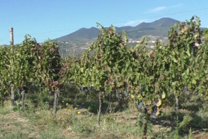 Tra Barile, Rapolla, Rionero, Melfi e Venosa, alla scoperta dell&rsquo;Aglianico del Vulture: una storia nata 130.000 anni fa, da un&rsquo;esplosione vulcanica, e arrivata fino a noi, con un futuro ancora tutto da scrivere