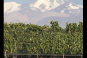 L&rsquo;Amarone, uno dei vini italiani pi&ugrave; famosi e particolari, sembra immune (o quasi) alla crisi. Cresce la produzione, si mantengono su alti livelli i prezzi delle uve e quelli dei terreni. Cerchiamo di capire i motivi del successo&hellip;