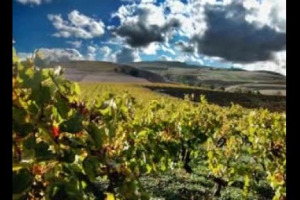 Sicilia-Nero d&rsquo;Avola, Toscana-Sangiovese, Piemonte-Nebbiolo. Ecco alcuni dei binomi pi&ugrave; &lsquo;&lsquo;intoccabili&rsquo;&rsquo; dell&rsquo;Italia del vino. Ma il cambiamento climatico potrebbe rompere questi &lsquo;&lsquo;matrimoni&rsquo;&rsquo; felici? Risponde Marco Mancini (Universit&agrave; di Firenze)