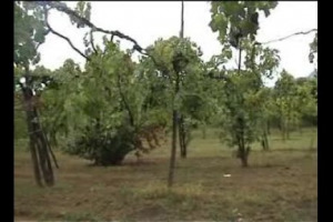 Un vigneto che di razionale non ha quasi nulla, una sorta di museo a cielo aperto, fatto di viti vecchie di 100 anni, che hanno trovato da sole un equilibrio, come veri esseri viventi. A salvarlo vecchi contadini, e la cantina Feudi di San Gregorio