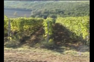 E corre, corre, corre... la vendemmiatrice! Negli ultimi anni sono stati immensi i progressi tecnologici che hanno affinato e reso altamente precise le macchine impiegate in viticoltura. L'esempio della Volentieri Pellenc