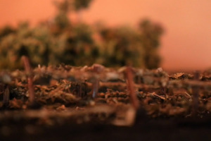 Produttori, consorzi, universit&agrave; e giovani uniti per &ldquo;Wine for Landscape&rdquo;, progetto intorno al Cerasuolo di Vittoria in Sicilia. A WineNews i protagonisti: da Arianna Occhipinti ad Alessio Planeta, a Giusto Occhipinti (Cos)