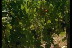 E&rsquo; uno dei trend del momento nel mondo del vino. La viticoltura naturale, dal biologico al biodinamico, passando per infinite sfumature, sembra vivere un momento di straordinaria vitalit&agrave;. E&rsquo; vera gloria?