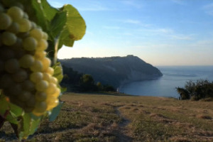Le Marche del vino raccontate dai protagonisti del territorio: Alberto Mazzoni (Istituto Marchigiano Tutela Vini), Tommaso Chiacchiarini (Sartarelli), Ampelio Bucci (Villa Bucci), Antonio Centocanti (Belisario) e Michele Bernetti (Umani Ronchi)