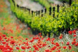 Dalla vigna al piatto, sul filo della &ldquo;spontaneit&agrave;&rdquo;: le parole del professor Attilio Scienza, e i piatti preparati da grandi chef di tutta Italia con le erbe spontanee dei vigneti, dal tarassaco all&rsquo;aglio orsino, dalla ruchetta al papavero ...