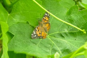 A Ca&rsquo; Marcanda, griffe di Bolgheri di Angelo Gaja, &egrave; il &ldquo;Butterfly Day&rdquo;