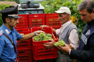 Mancanza di tracciabilit&agrave; del prodotto, difetti di origine e contenuto di sostanze non genuine le principali frodi in campo vitivinicolo, che lo scorso anno hanno portato al sequestro di oltre 9.000 tonnellate di prodotto