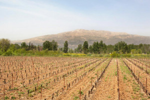Per la prima volta al Merano Wine Festival arrivano i vini del Libano, unico Paese arabo in cui la viticoltura resiste dalla met&agrave; del XIX secolo, pur vantando radici ben pi&ugrave; profonde. Merito dei Gesuiti prima e dei militari francesi poi
