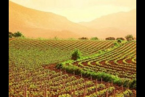 C&rsquo;&egrave; chi sostiene che il &lsquo;&lsquo;global warming&rsquo;&rsquo; si sia di fatto fermato, e cerca di capire i motivi e i potenziali sviluppi, e chi invece lo considera ancora un problema, e sperimenta come contrastarlo in vigna ...