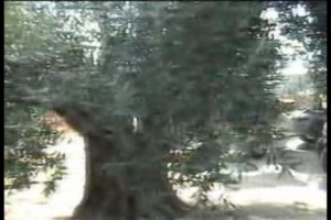 Monte Vibiano, piccola cantina nel cuore dell&rsquo;Umbria, &egrave; la prima al mondo ad &lsquo;&lsquo;emissioni zero&rsquo;&rsquo;, con tanto di certificazione ambientale ISO 14064 relativa all&rsquo;abbattimento dei gas ad effetto serra