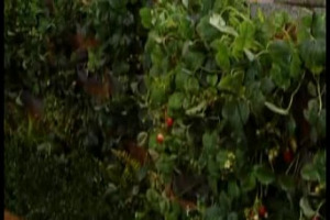 Ecco &lsquo;&lsquo;la Stanza delle Fragole&rsquo;&rsquo;, l&rsquo;ultima creazione del celebre architetto paesaggista Paolo Pejrone dedicata al connubio tra il dolce frutto e lo champagne di Laurent Perrier ...