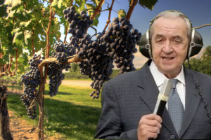 Italia-Spagna, Euro 2016: di fronte due superpotenze del calcio e del vino mondiale. E giochiamo anche noi: la voce storica della Nazionale, Bruno Pizzul, commenta la vendemmia (immagini di Rocca delle Mac&igrave;e, dal cuore del Chianti Classico)