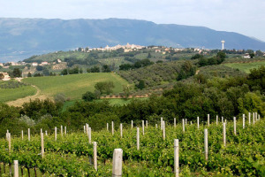 Sagrantino fa rima con tannino: sono i polifenoli a caratterizzare il grande rosso umbro, che presenta l&rsquo;annata 2011 nella cornice della prima &ldquo;Anteprima Sagrantino&rdquo;, e guarda con fiducia ai mercati di tutto il mondo
