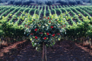 Non solo il Brunello di Montalcino, il Chianti, il Chianti Classico, il Nobile di Montepulciano e la Vernaccia di San Gimignano: la Toscana del vino ha un tesoro nascosto, fatto di denominazioni e territori meno noti