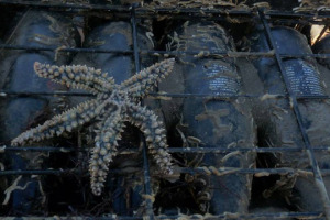 In fondo al mare ... c&rsquo;&egrave; una cantina. Quella di Crusoe Treasure, che nella baia di Plentzia, nei Paesi Baschi, affina i migliori vini di Spagna nel pieno rispetto della vita marina, dove le bottiglie si lasciano cullare dalle onde