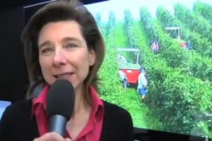 Il mondo della viticoltura vanta centinaia di variet&agrave; diverse, da quelle pi&ugrave; famose ed utilizzate, come Merlot e Chardonnay, a quelle tutte da scoprire, come il Wildbacher, vitigno di origine austriaca coltivato in Italia solo dalla famiglia Collalto