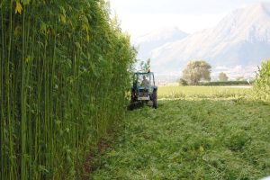 Coltivazione di cannabis, &egrave; boom: Coldiretti vuole regole chiare per tutelare le aziende di settore