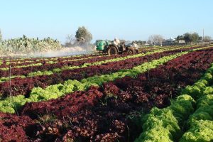 Buono per la salute e per il Pianeta, e sempre più online: il cibo del futuro per FedAgriPesca