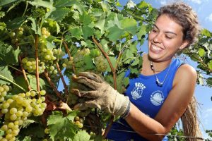 “Reintrodurre i voucher in agricoltura”: così il Ministro delle Politiche Agricole Centinaio