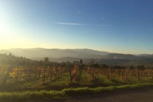 Solfiti, facciamo chiarezza: a WineNews, gli scienziati e le aziende (Fattoria Lavacchio e Salcheto)