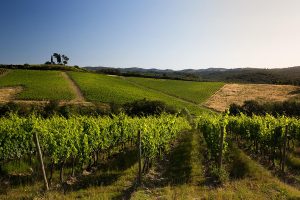 Come alcune griffe di Champagne, nel Chianti, Piccini punta sui conferitori: oggi 40, domani 100