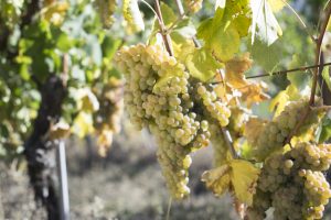 Verdicchio: identikit di un grande vitigno