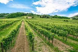 Truffa del Verdicchio, 150.000 litri di vino bianco comune spacciati come Doc