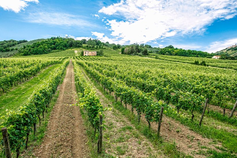 I vigneti del Verdicchio, vino simbolo delle Marche