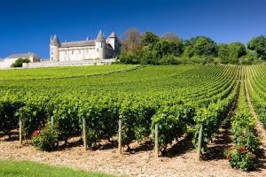 Alternative investments: here is the fund to invest in the most prestigious vineyards in the world