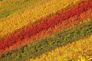 CAP post 2020: 365 billion to Europe, 36 to Italy (2.7 billion less). Cuts on wine, too