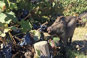 In Liguria di fronte alla minaccia dei cinghiali il Tar dà il via libera agli abbattimenti in vigna